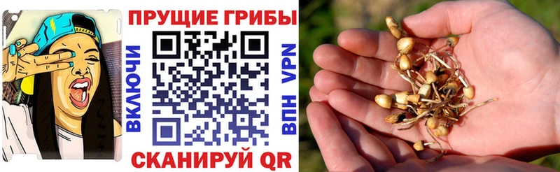 Галлюциногенные грибы Psilocybine cubensis  купить   Дальнегорск 